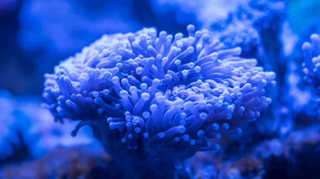 Blue Sea Anemone