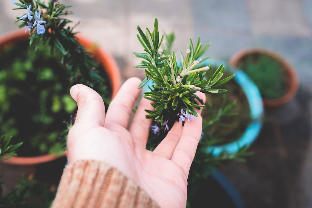 DIY Rosemary Toner