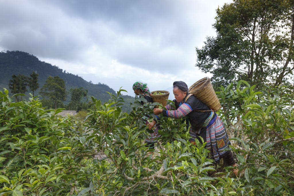 Woman Picking Fruits Under Gray Sky