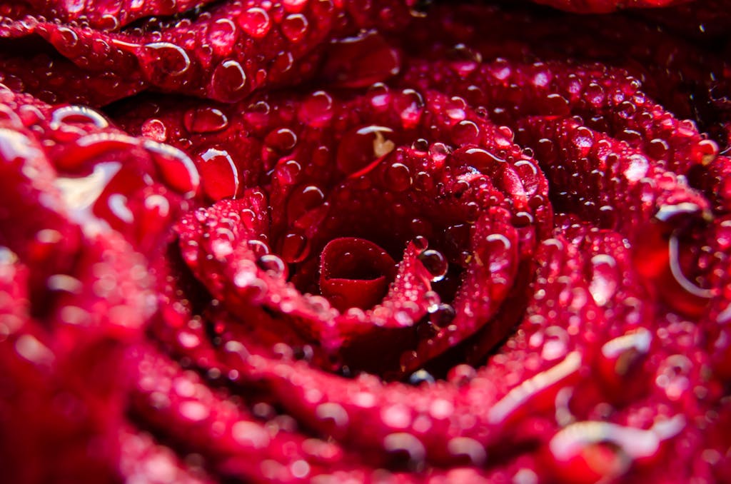 Red Rose With Dewdrops